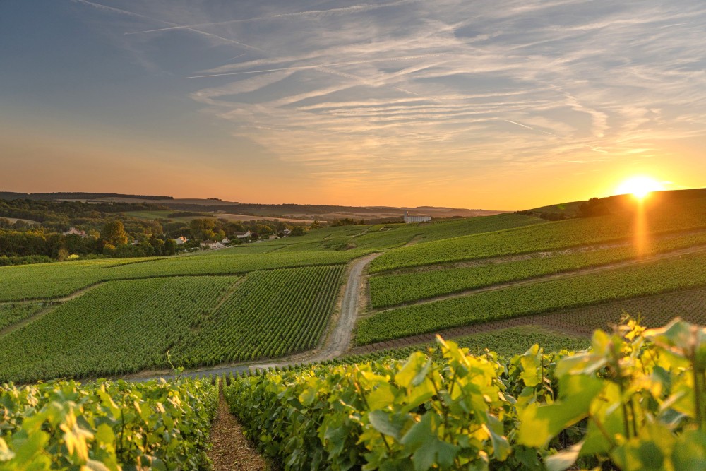 Champagne et ses vignobles