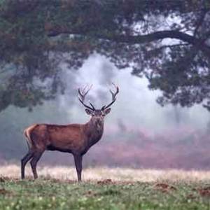 Domaine-national-de-Chambord_original