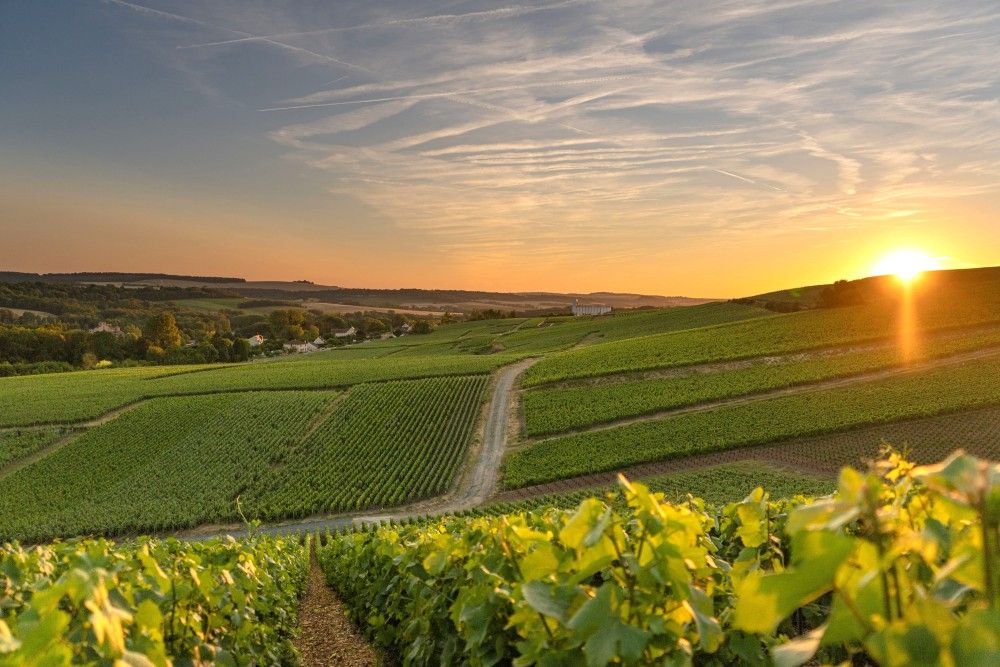 Champagne et ses vignobles